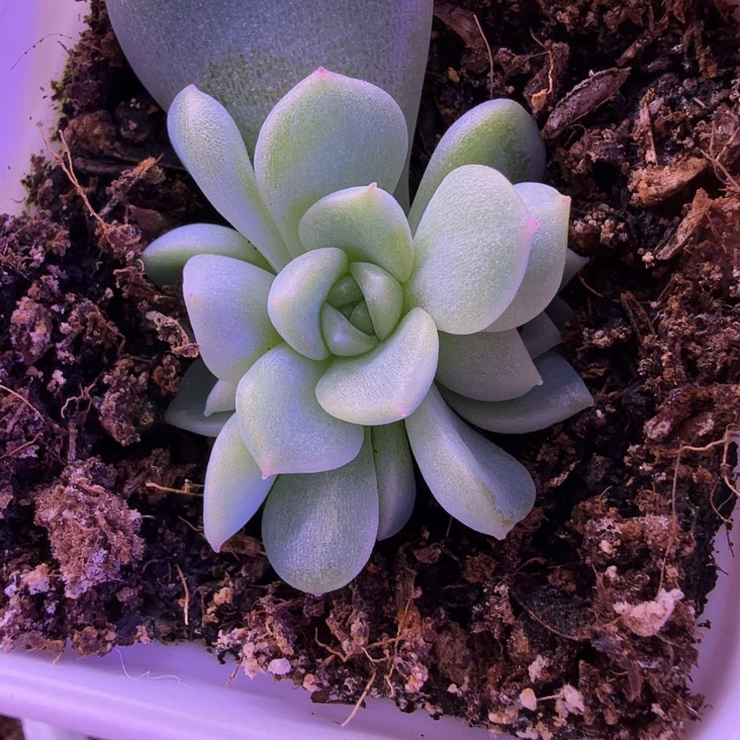 泼天富贵财富密码一物一拍