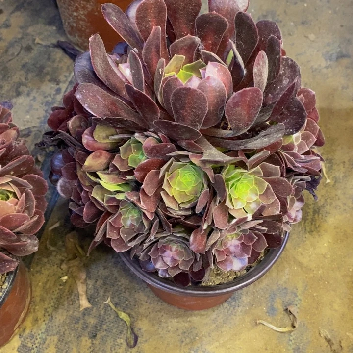 欧紫多肉断头不包5683