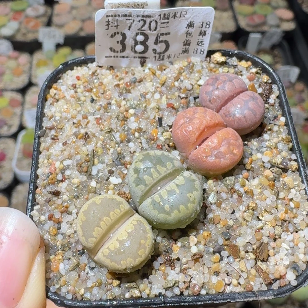 怼***了Sss精品便宜出385