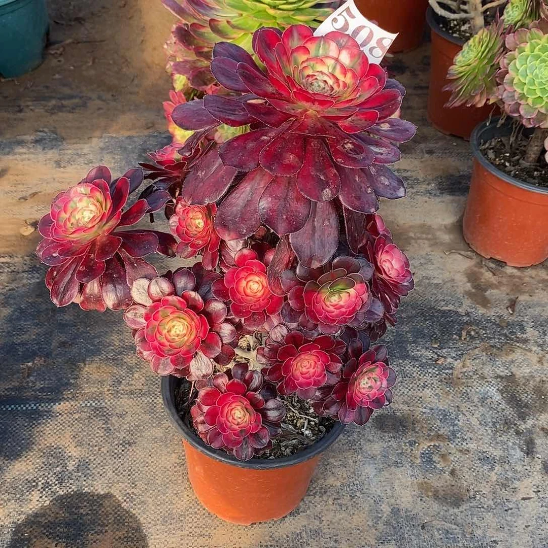 香奈儿508多肉法师