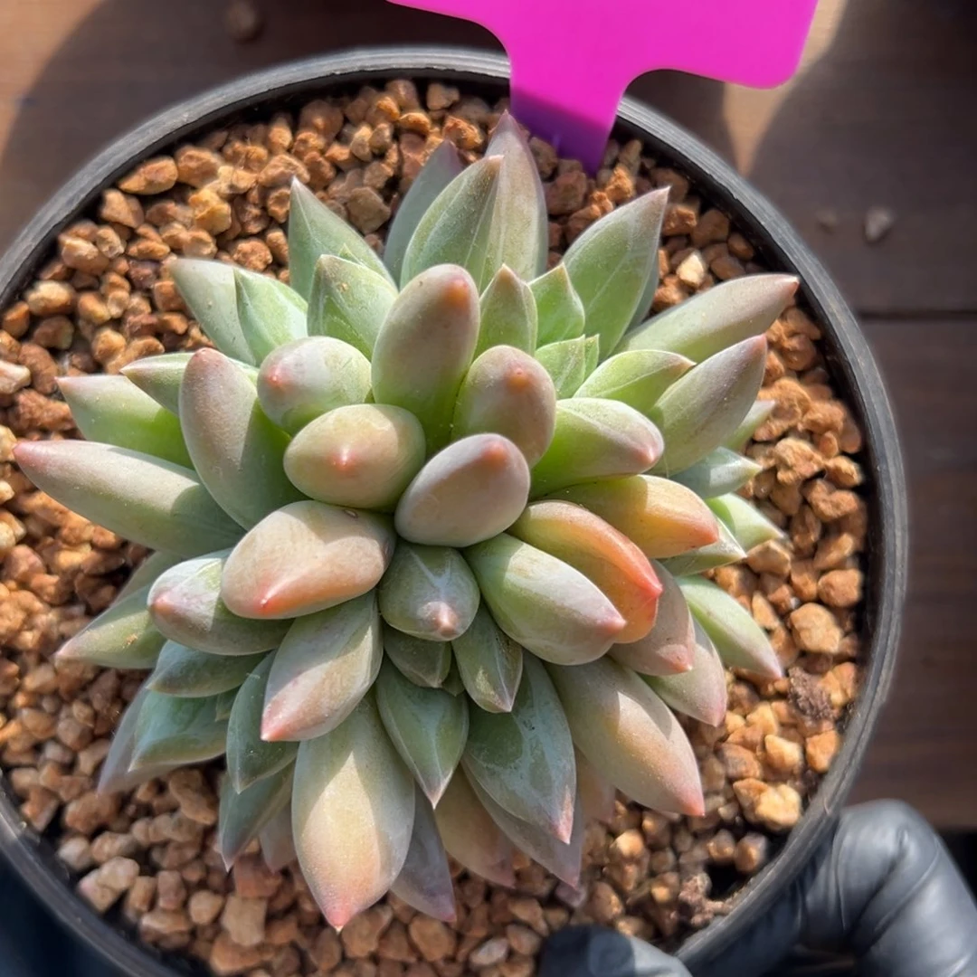 重楼111111111111111