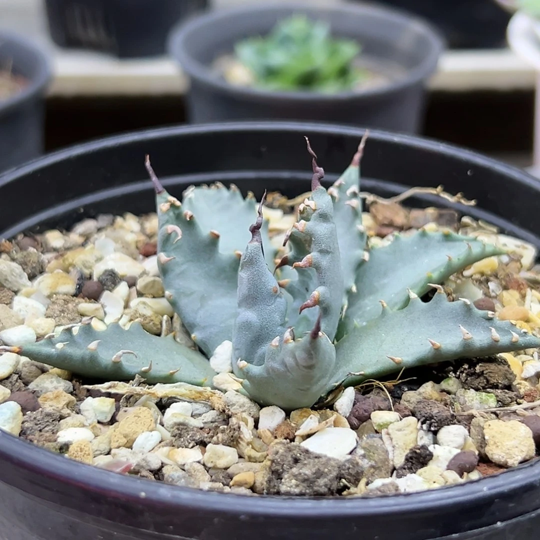 eb妖炎一物一拍偏远不包邮不退不换