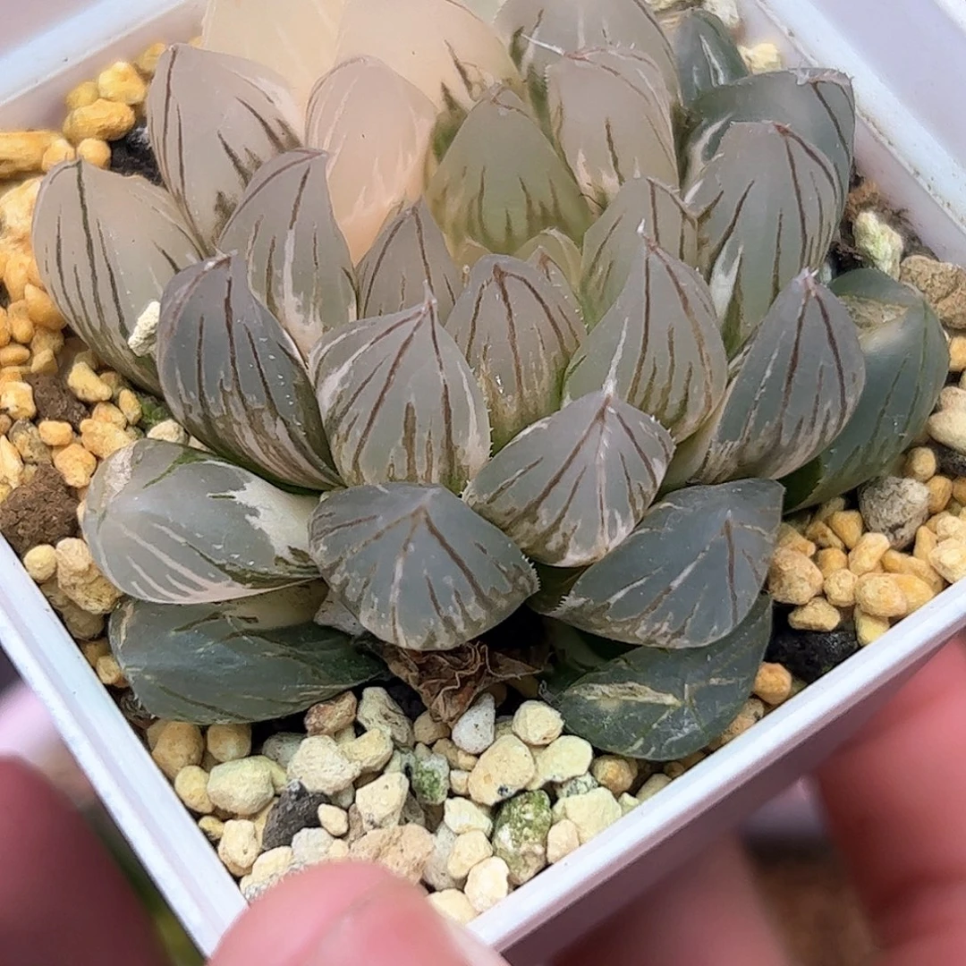 龙爪母本锦十二卷多肉植物