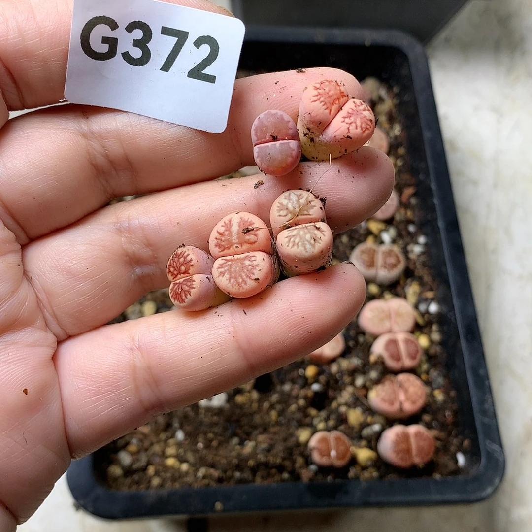 甄*能G372多肉植物保护
