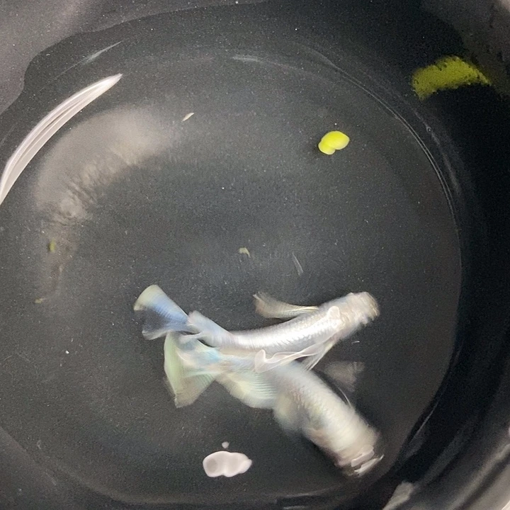 海水鱼墨子的鱼1号长鳍天使