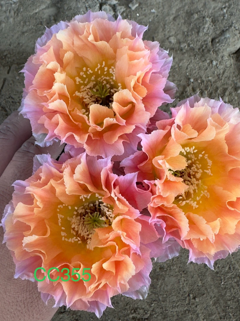 彩草无根侧芽歪CC355号