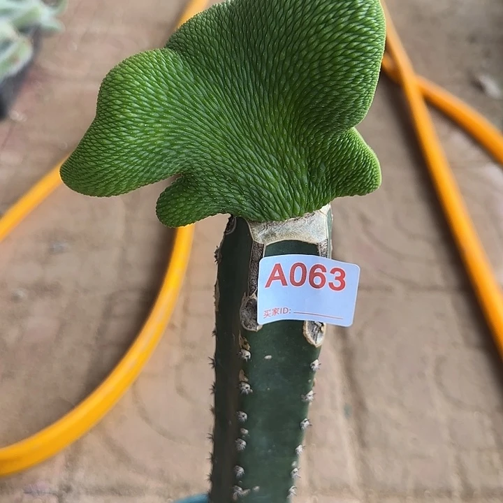 ****姐无花朵嫁接青蛇缀063