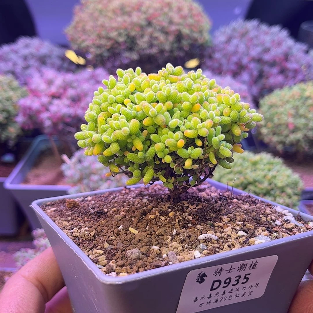 935蜜橘糖球枝干多肉
