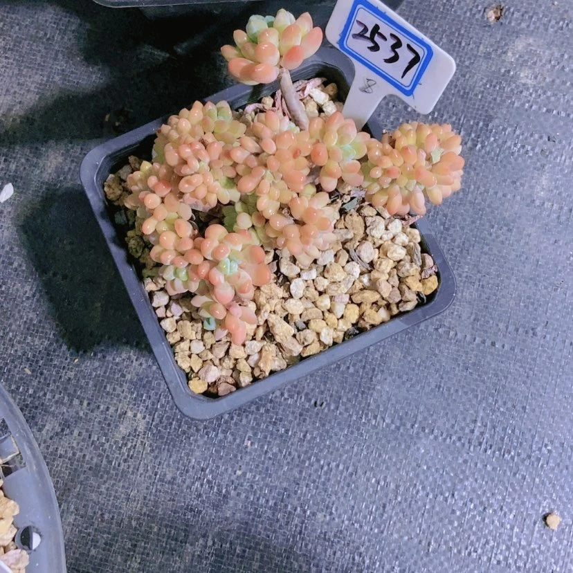 【闪购商品】邓*࿐2537