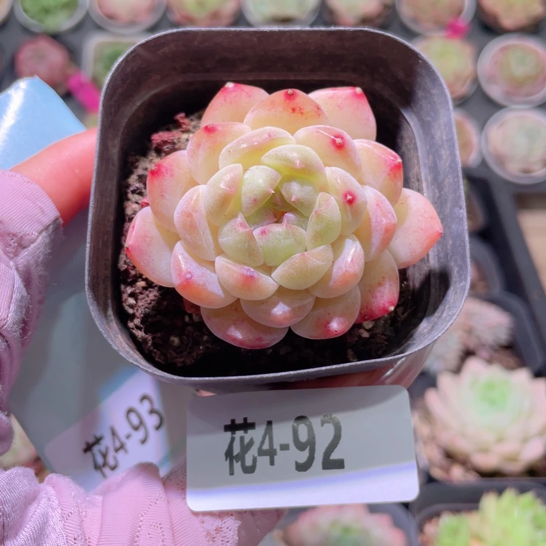 花利美4-92秘境冰魄