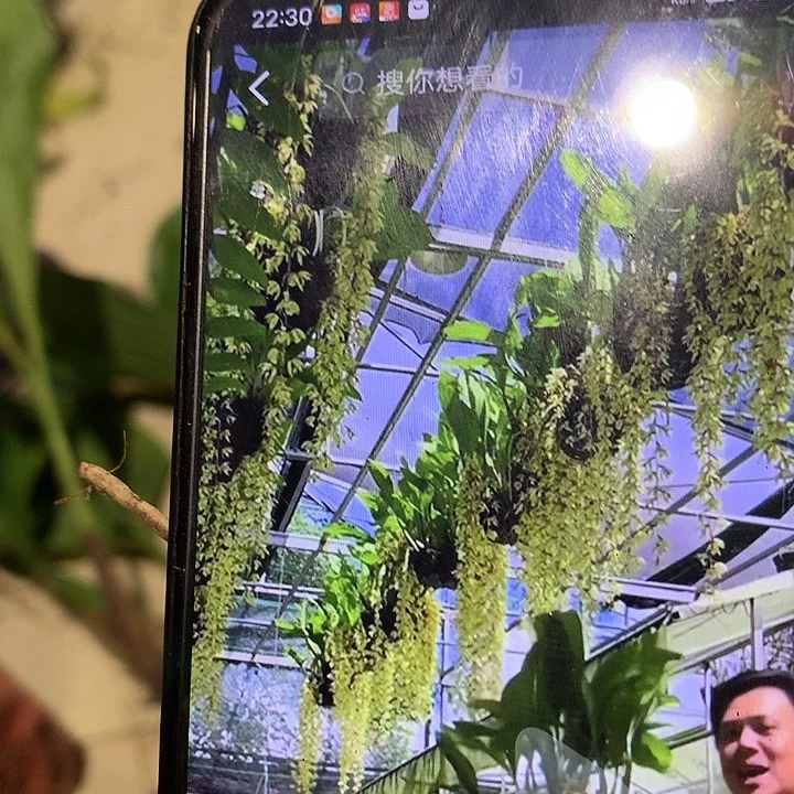 当前无花栽培后可以开花泰国香花贝母兰2⃣️丛前路苗