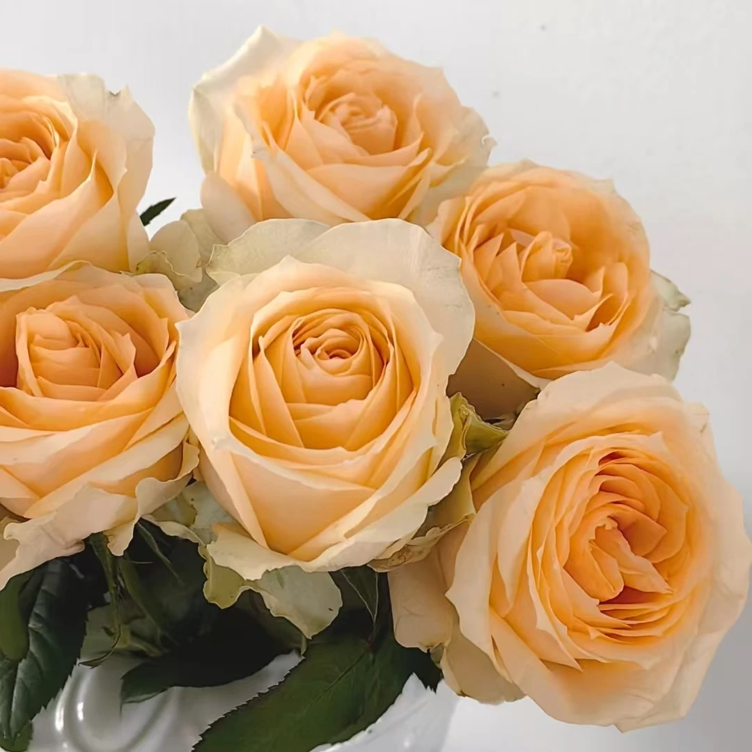 【蜜桃雪山】阿木 精品切花月季露天苗四季开花耐寒耐热