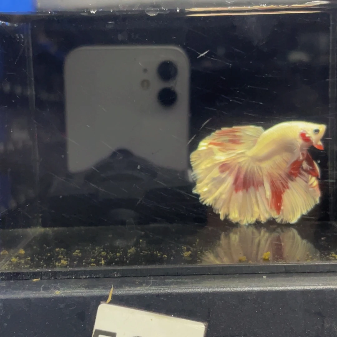 蓝口孵鱼哈啊呵呵呵呵呵530