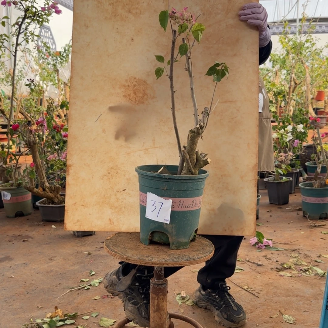 大部分开放少量花苞怡景 37脱