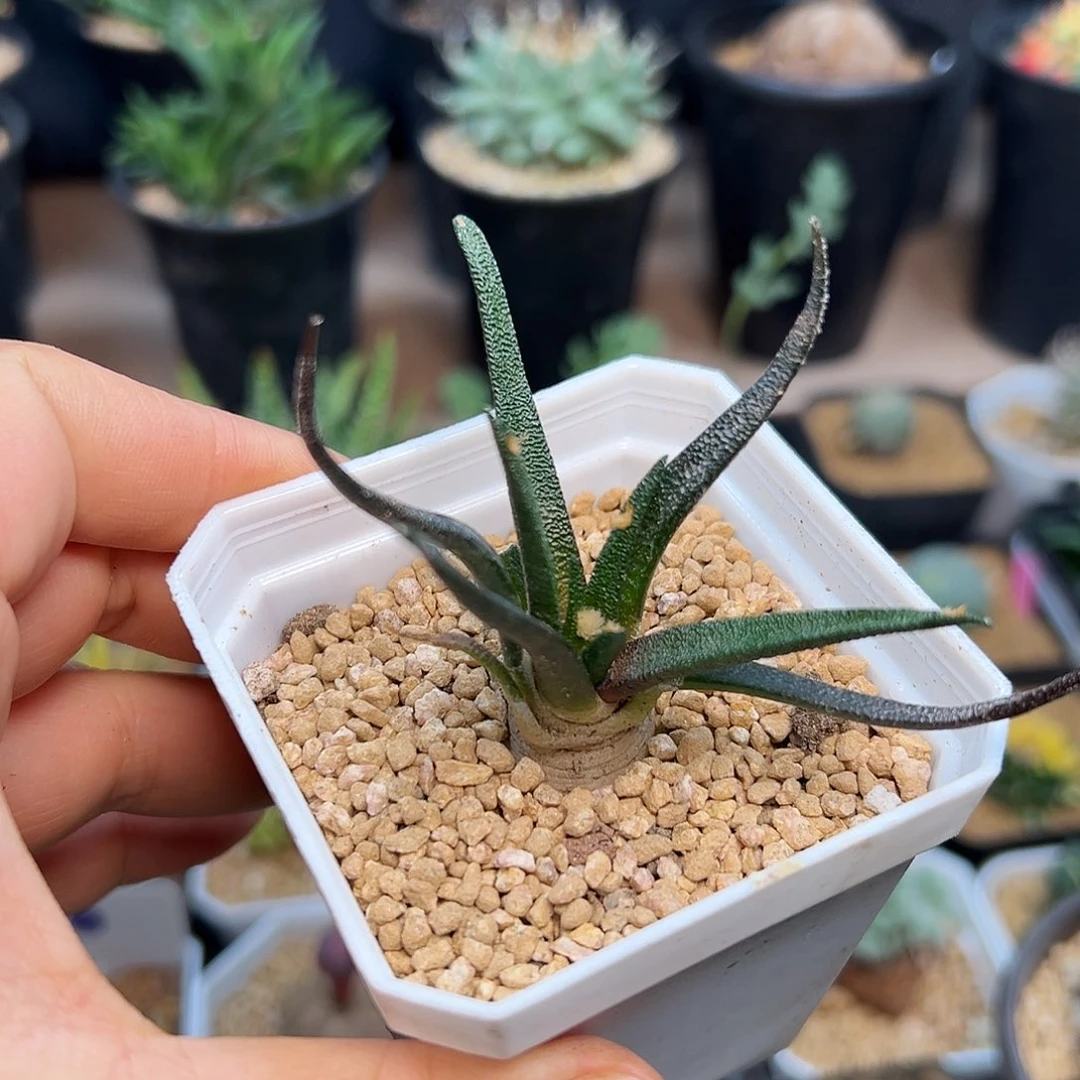 龙舌牡丹实生球一颗