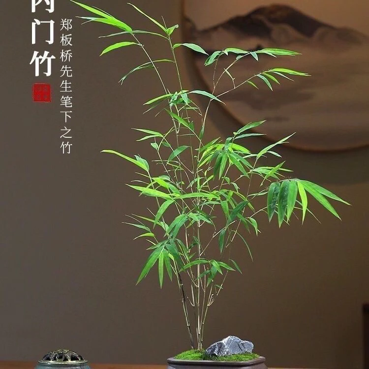 精品内门竹，飘逸直播间一物一拍链接