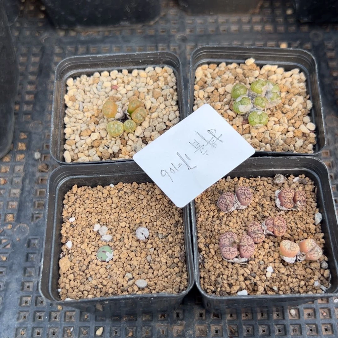 17-106肉锥多肉植物，