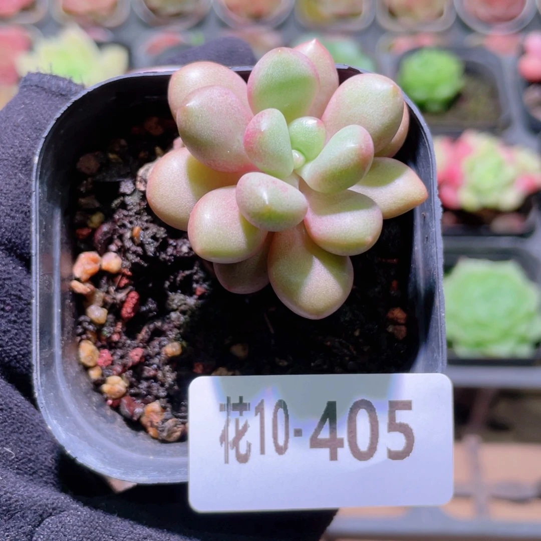 花利美10-405先锋派
