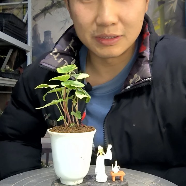 鲲***中青园艺一物一拍花88