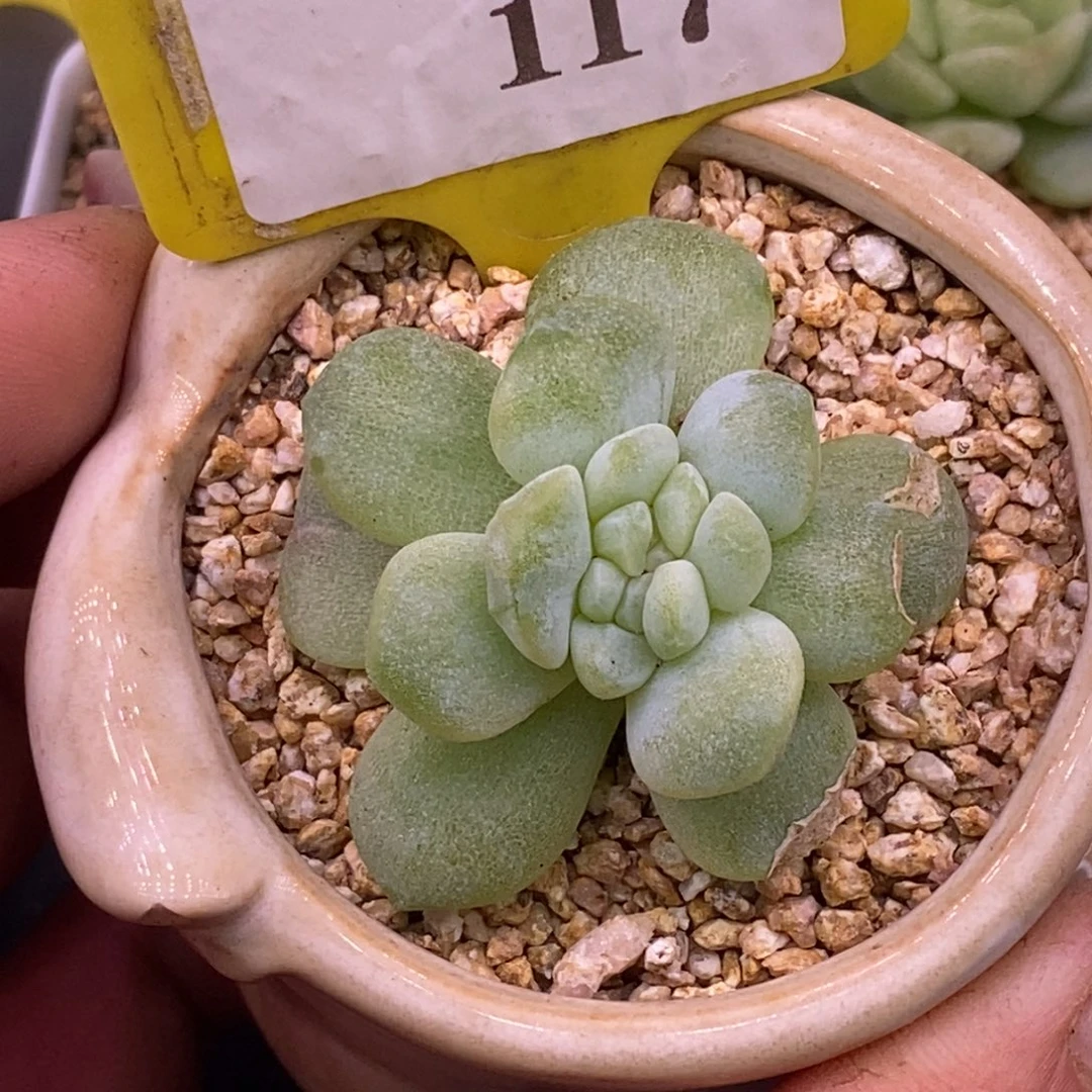 1117冰玉石化缀化多肉……