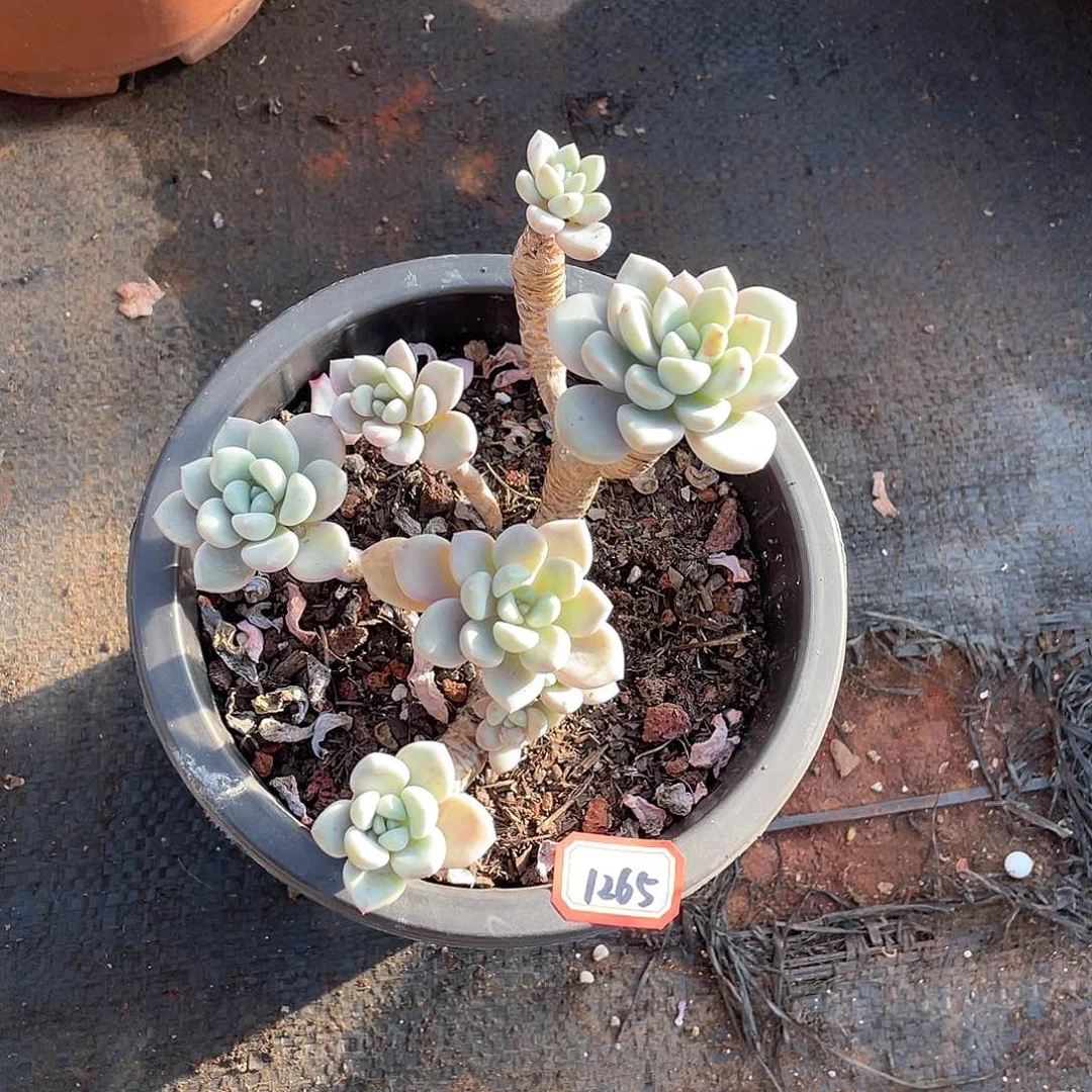 1265花瓣鹿一物一拍多肉