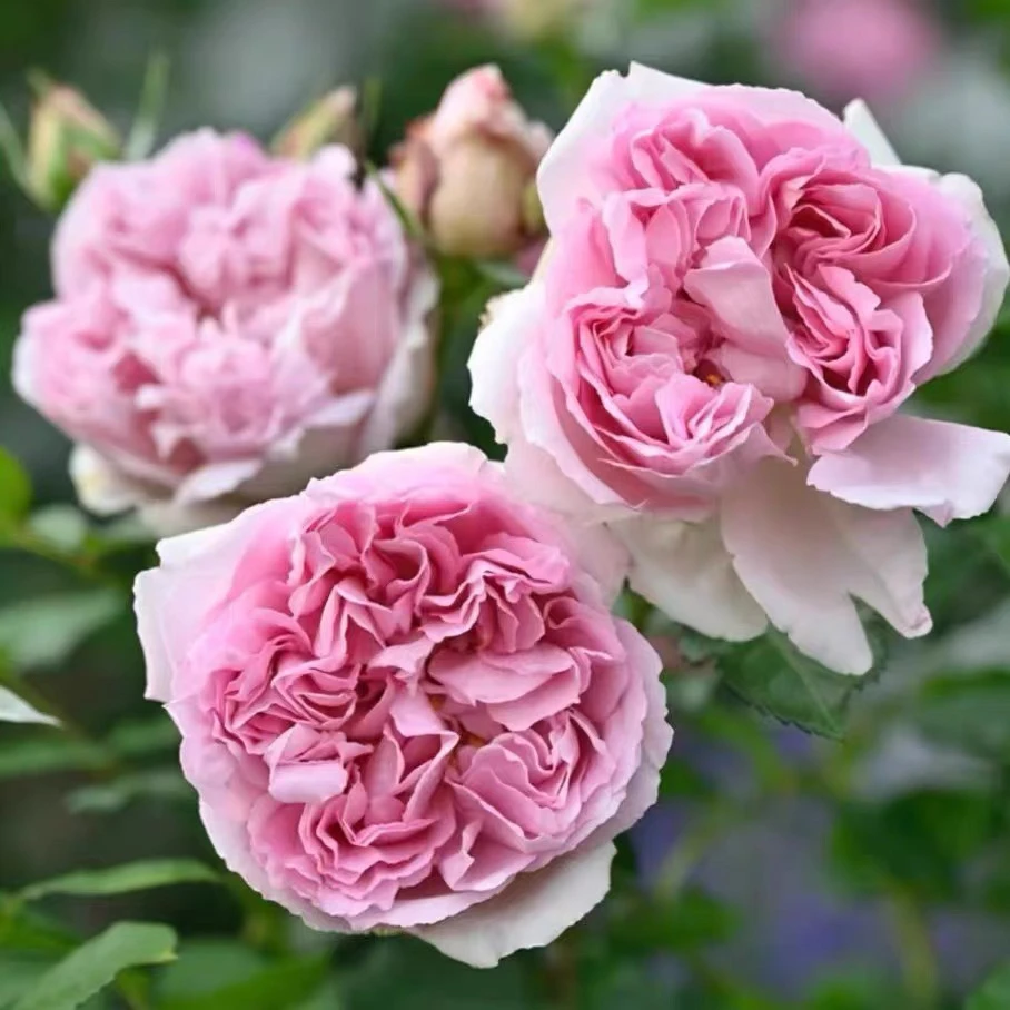 超新品 绝代艳后 戴尔巴德多季浓香大花庭院盆栽月季