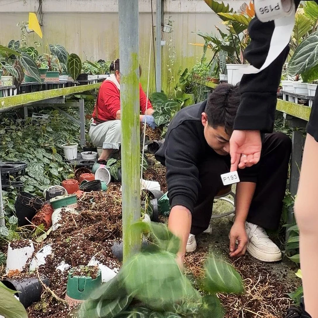 完全开放P193六颗大老桩