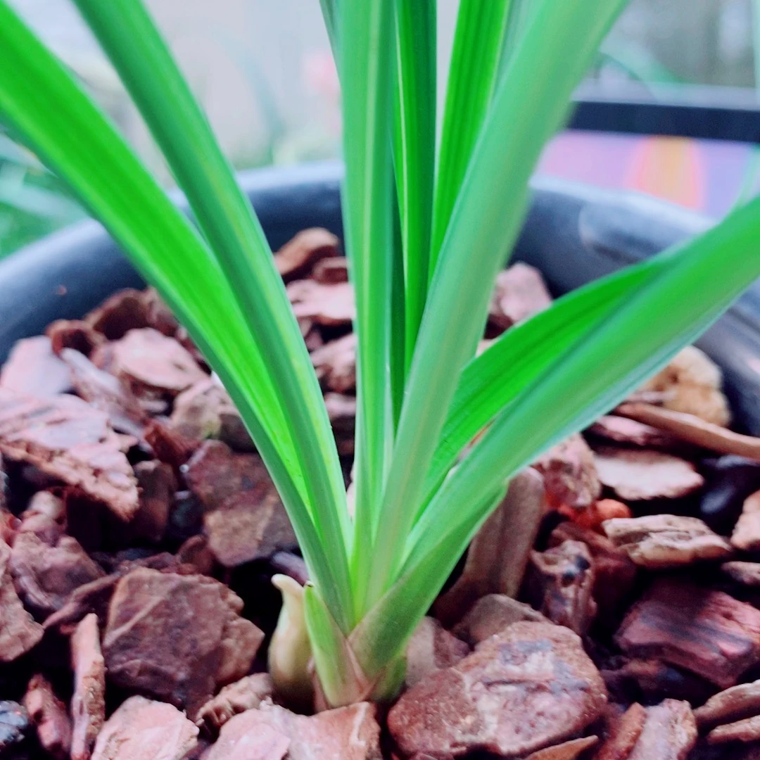 当前无花栽培后可以开花