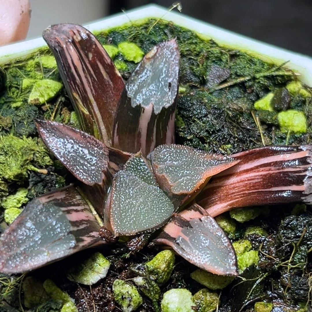 一****恭喜发财大吉大利850