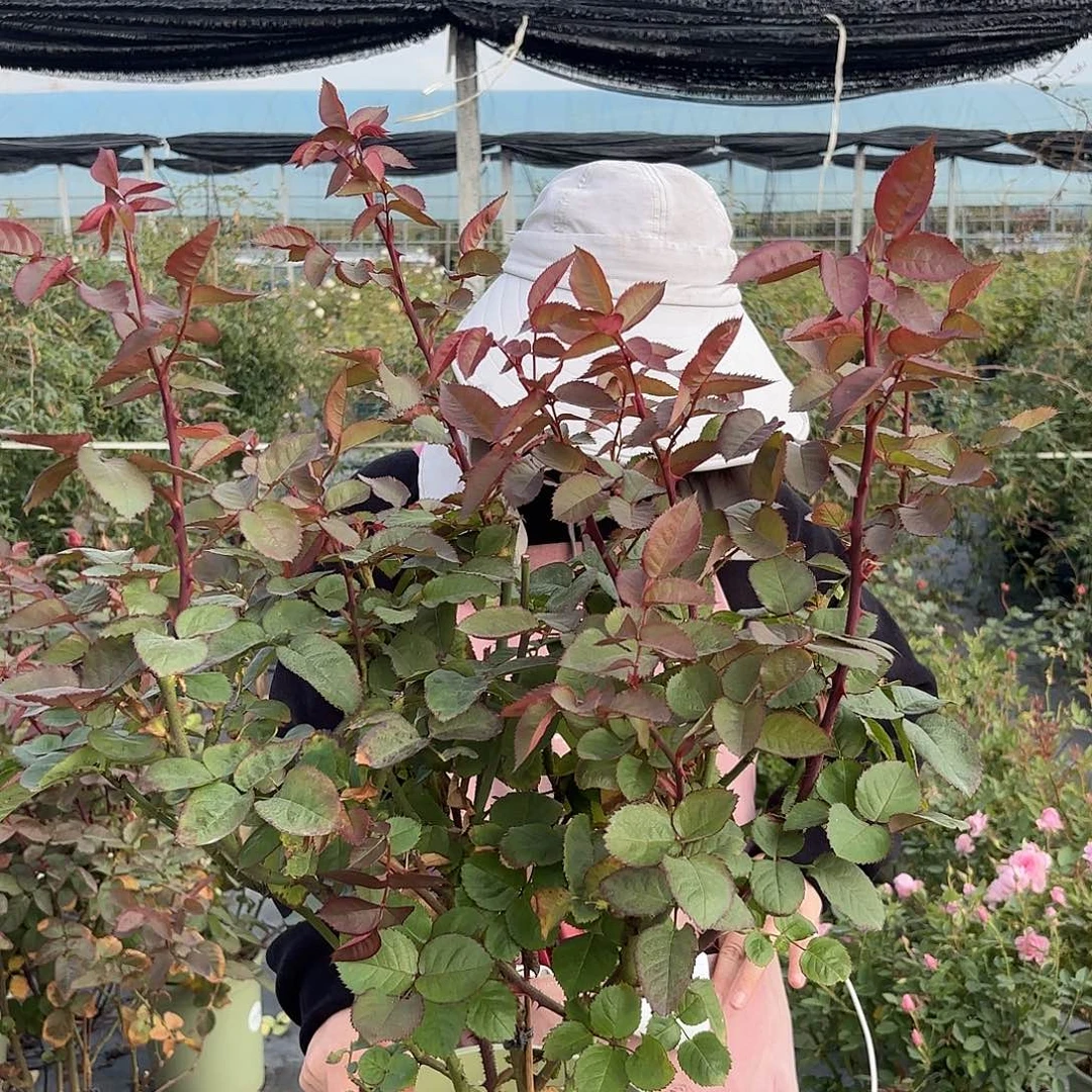 美式咖啡3加仑根接苗