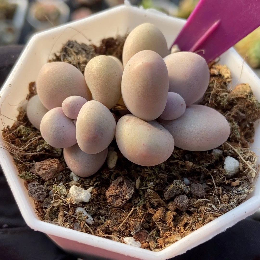1979彩虹奶多肉植物保护