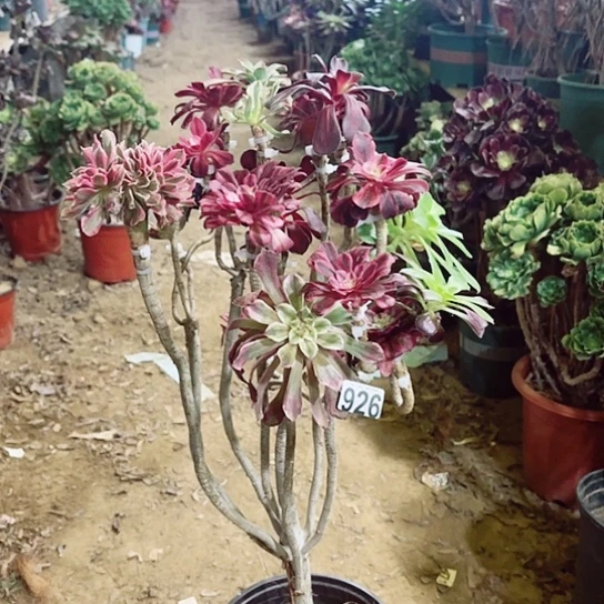 926嫁接老桩法师妖精