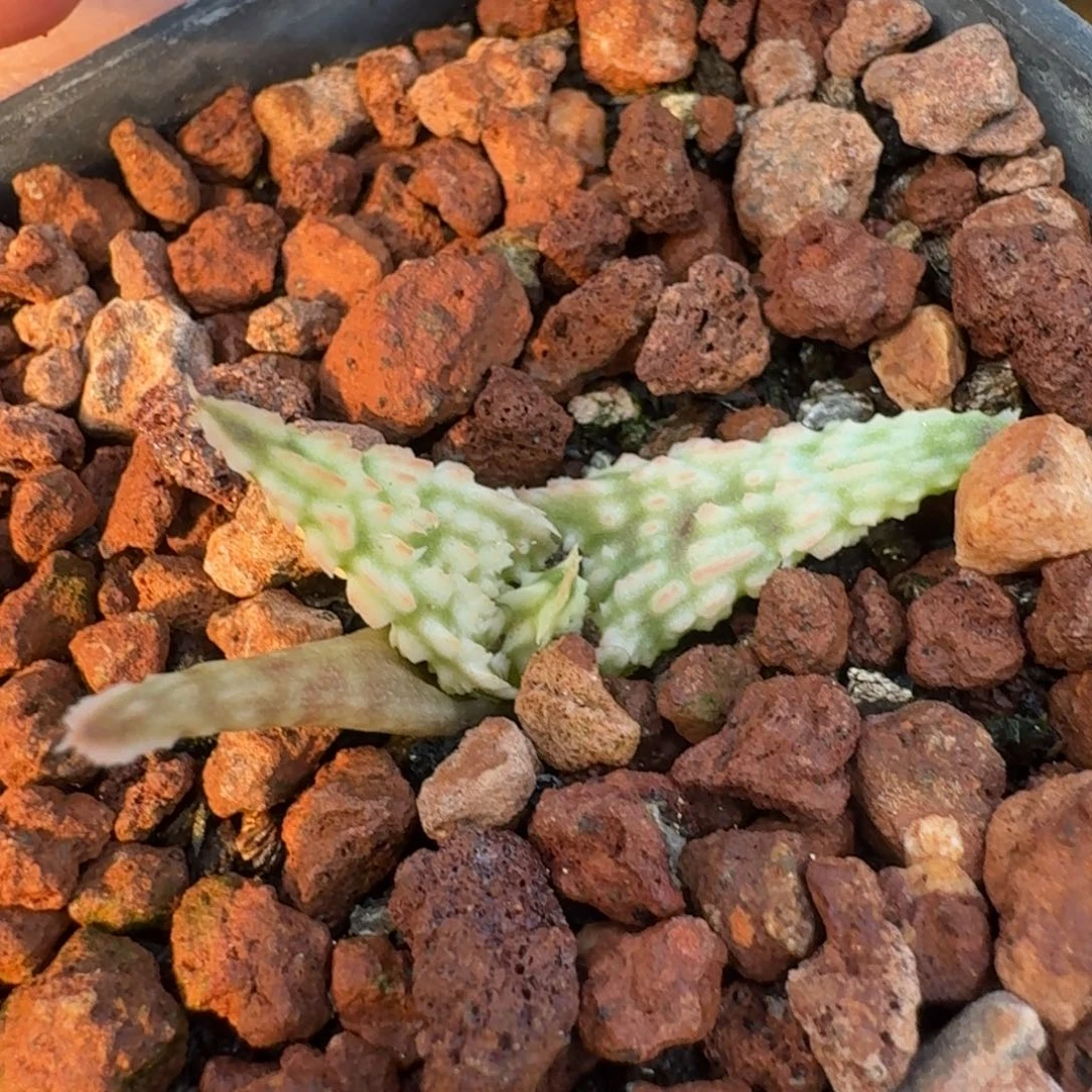 园艺芦荟一物一拍多肉