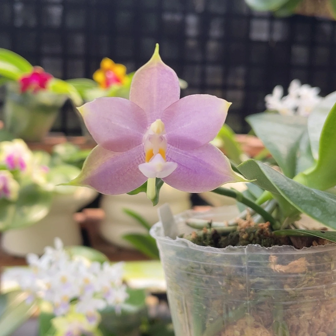 完全开放yc208实生开花株