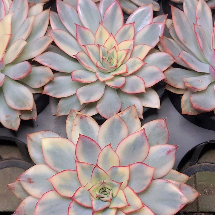 月光女神锦单头发货