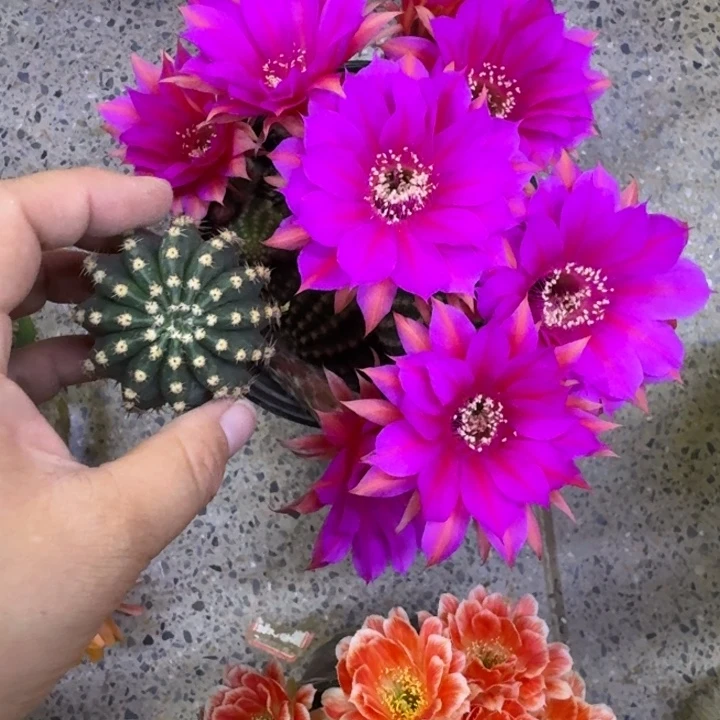 236金刚10歪无根侧牙4公分左右，20包邮