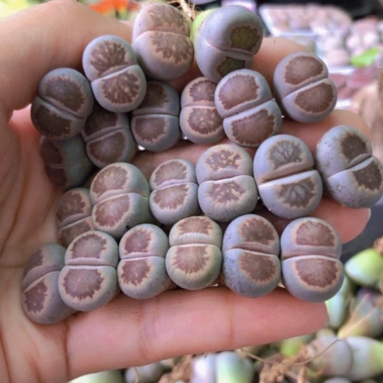 0156，1.5-1.7厘米菊老皮微瑕