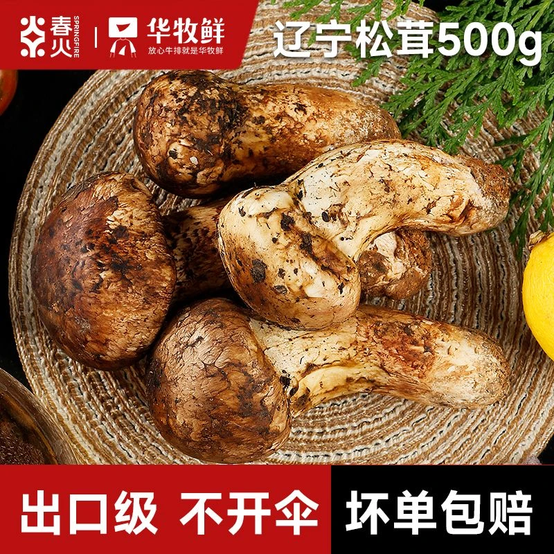 华牧鲜生态松茸煎烤炸鲜美松茸500G