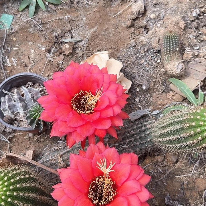 沉***头红星毛花柱20的