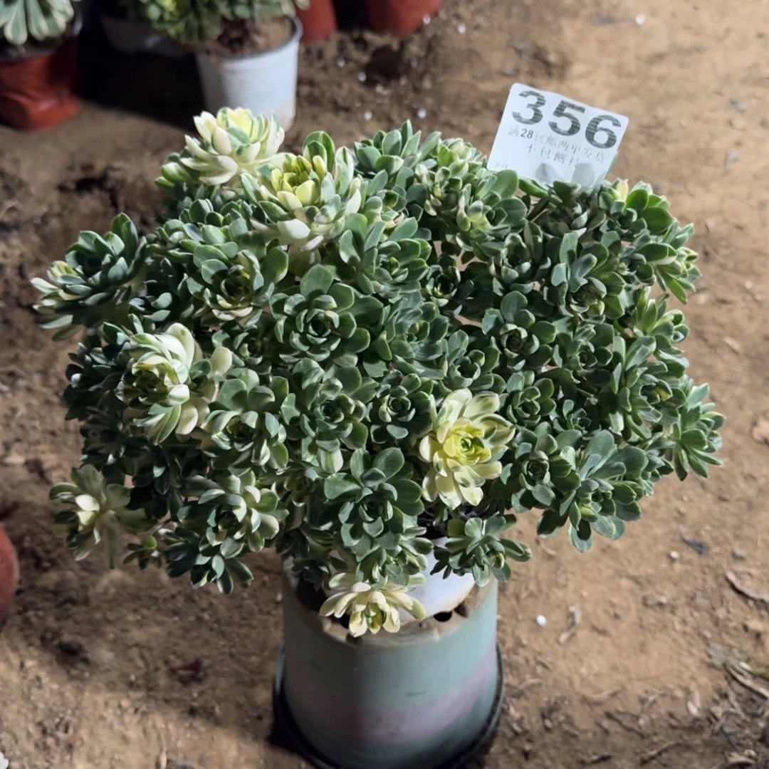 356号爱染锦清棚不包损