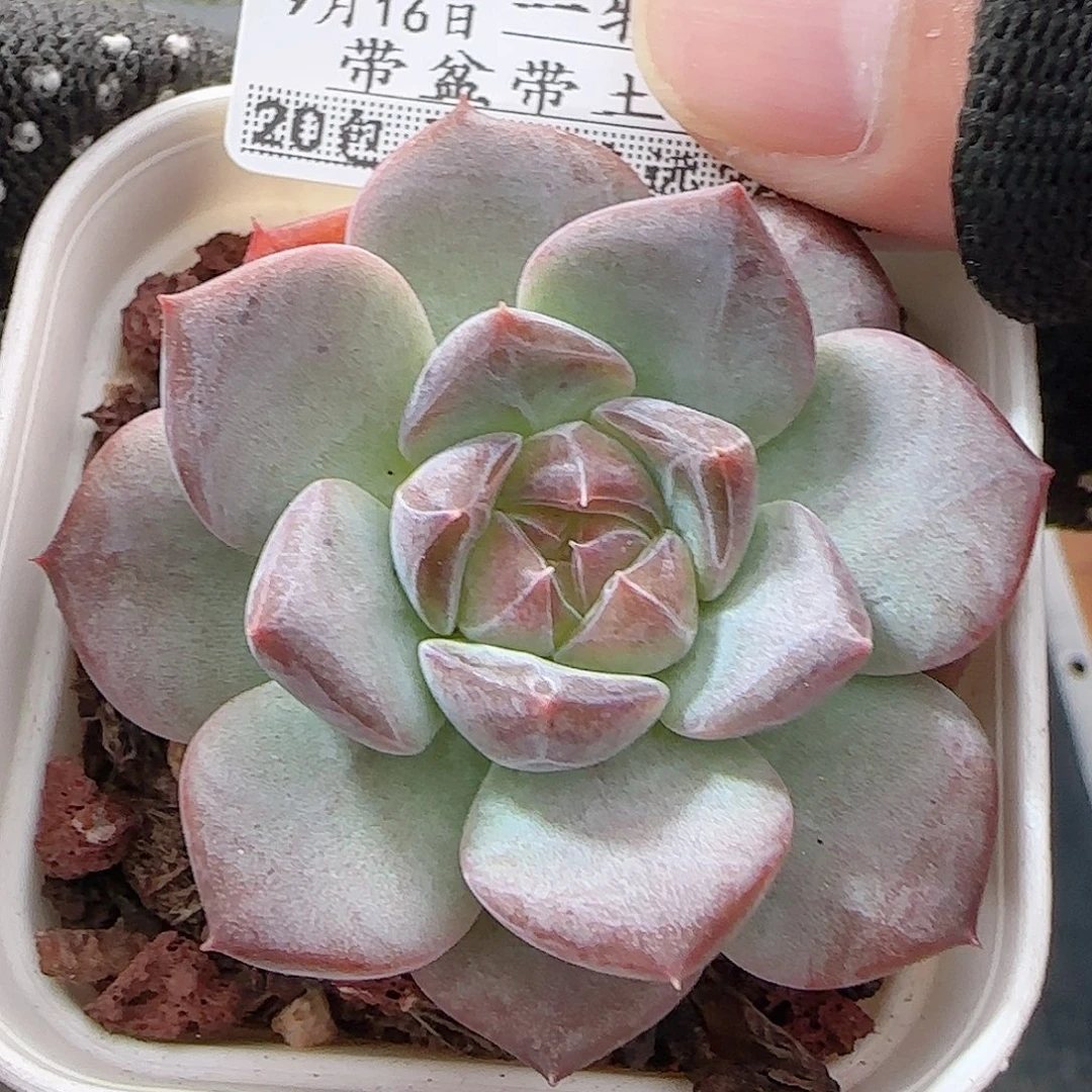 多肉0916--56琥珀天使珍妮