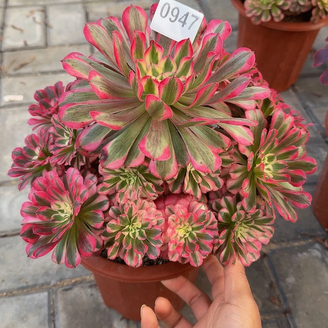 0947红铜白4444冠服27.8左右