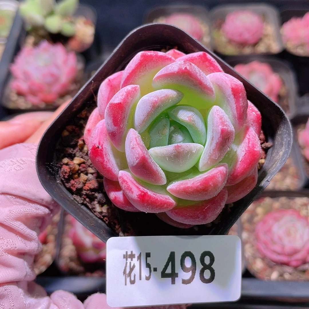 花利美15-498冰糖