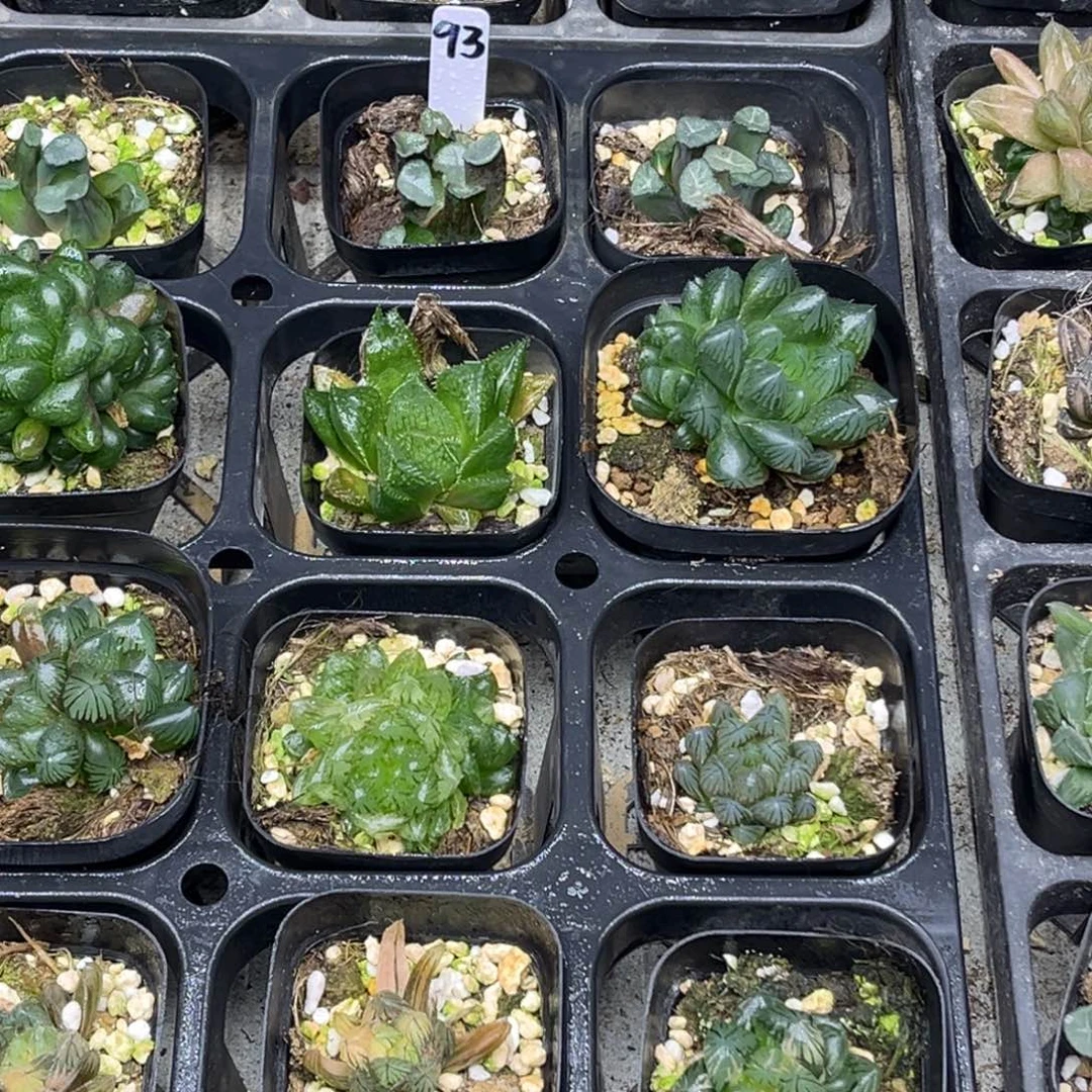 93 脱土包邮8颗福利