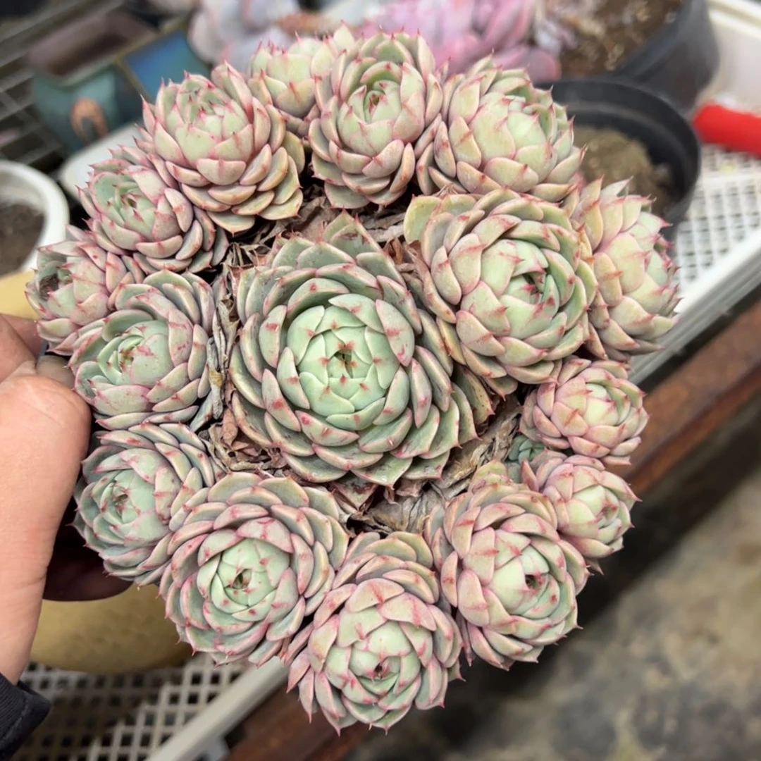 苯巴蒂斯手捧整桩