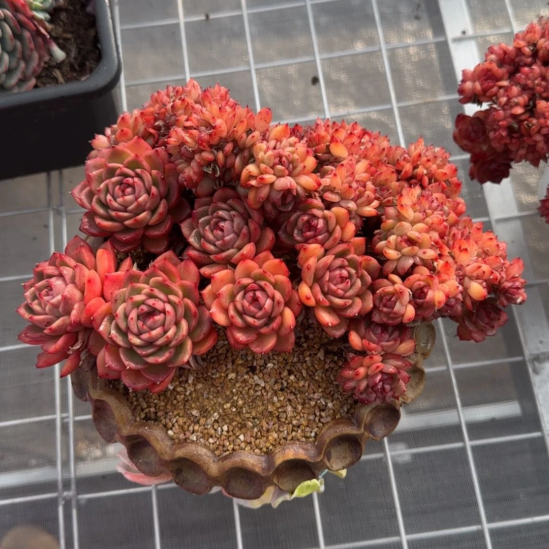 从前慢甄选多肉编号彩票缀