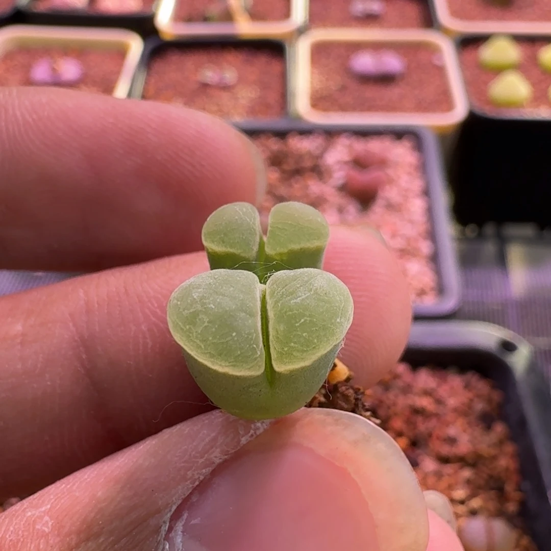 2*.云缦精品番杏24.50