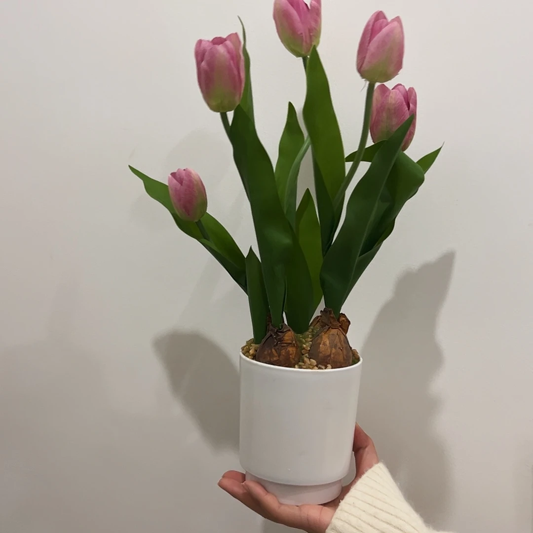 抖音直播福利一套