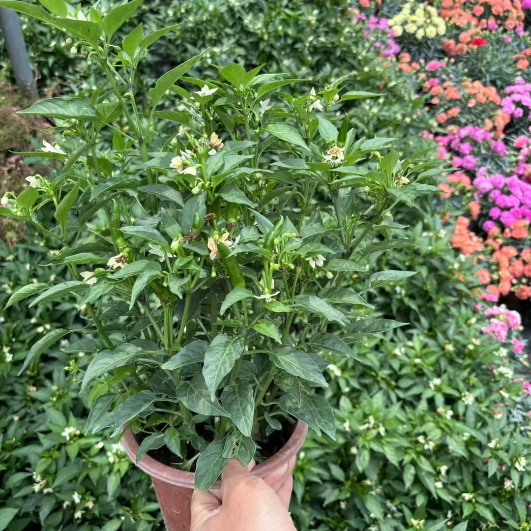 可食用朝天椒辣椒盆栽苗四季带果五彩椒指天椒小米椒室外阳台植物