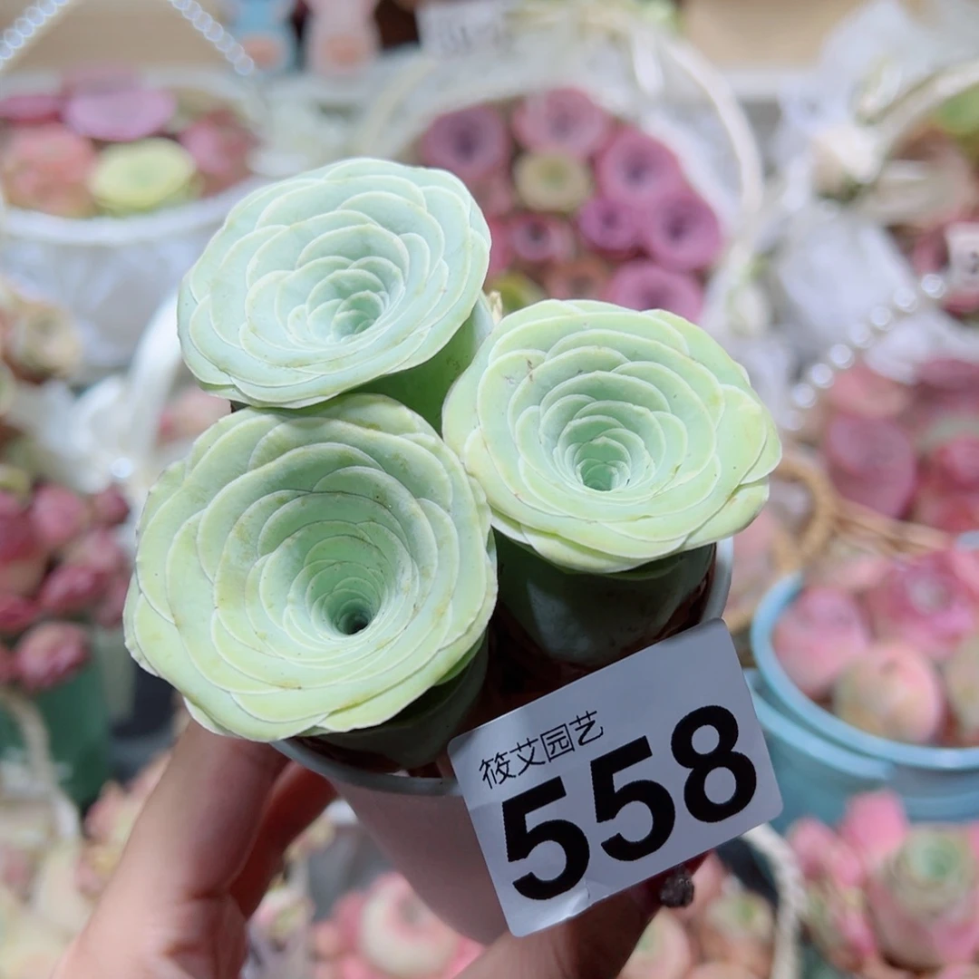 558三颗黄绿玫瑰组合带盆。
